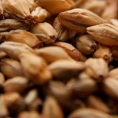 Malte Caramelo 70.png