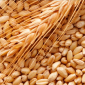 Malte Trigo Claro.png