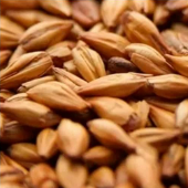 Malte Caramelo 50.png